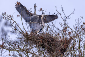 Kleine Revierstreitigkeiten bei den Graureihern