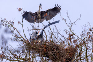 Kleine Revierstreitigkeiten bei den Graureihern