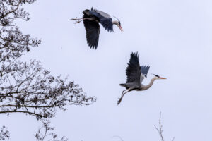 Kleine Revierstreitigkeiten bei den Graureihern