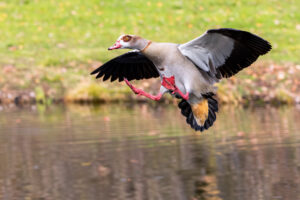Nilgans im Landeanflug