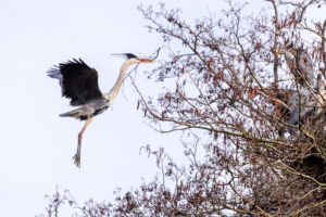 Graureiher mit Nistmaterial