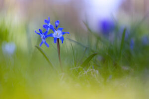 Blausternchen