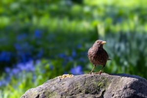 Amsel - weiblich