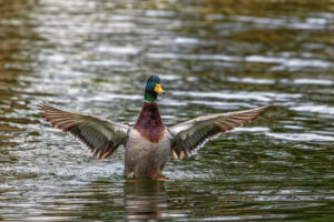 Stockente - m&auml;nnlich