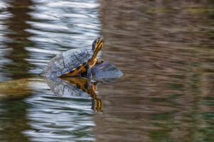 Ausgesetzte Gelbwangen-Schmuckschildkr&ouml;te