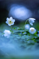 Buschwindr&ouml;schen