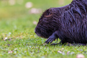 Nutria