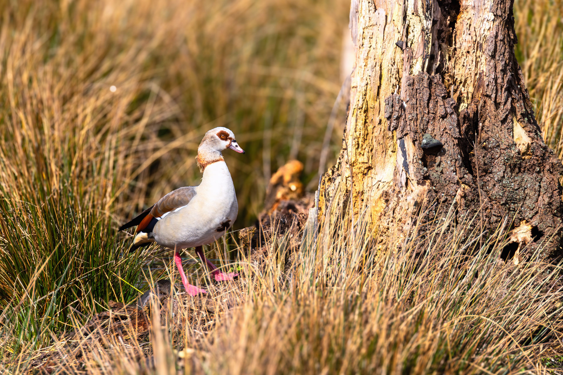 Nilgans