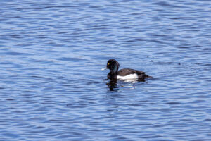 Reiherente - m&auml;nnlich