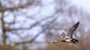 Es gibt sie wirklich ... die Schnatterente. Hier ein M&auml;nnchen.