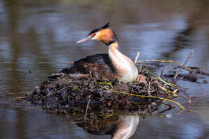 Haubentaucher auf dem Nest