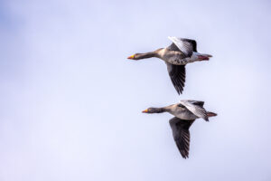 Graug&auml;nse &uuml;ben den Synchronflug ;-)