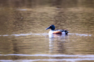 L&ouml;ffelente - m&auml;nnlich