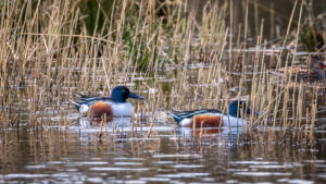 Im Vordergrund 2 m&auml;nnliche L&ouml;ffelenten und im Hintergrund das unauff&auml;llig gezeichnete Weibchen