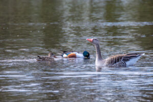 Von links nach rechts: L&ouml;ffelenten (weiblich / m&auml;nnlich) und Graugans