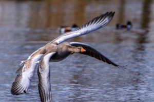 Mutierte Graugans oder doch eher zwei ;-)