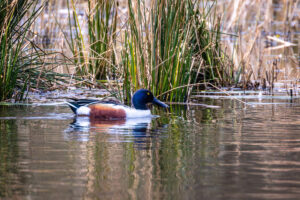 L&ouml;ffelente - m&auml;nnlich