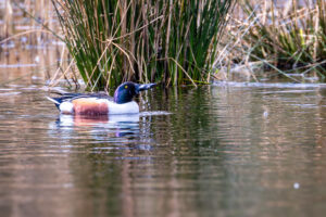 L&ouml;ffelente - m&auml;nnlich