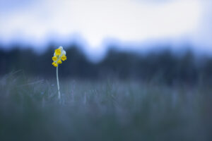 Schlüsselblume