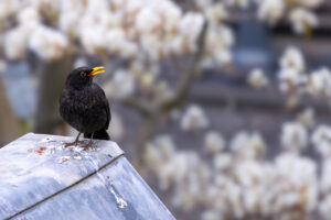 Amsel - m&auml;nnlich