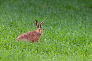 Feldhase