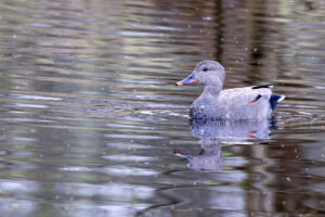 Schnatterente - m&auml;nnlich