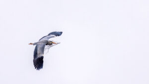 Graureiher mit Nistmaterial