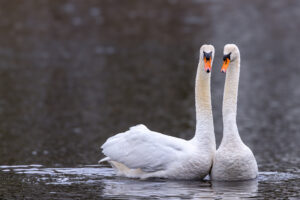 Traute Zweisamkeit beim H&ouml;ckerschwanen-Paar