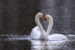 Traute Zweisamkeit beim H&ouml;ckerschwanen-Paar