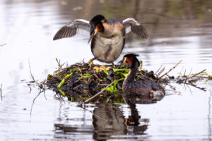 Haubentaucher beim Brutwechsel