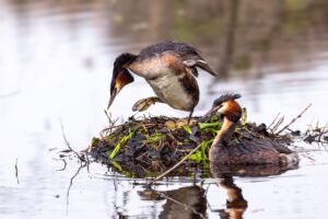 Haubentaucher beim Brutwechsel