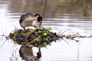 Haubentaucher mit Gelege