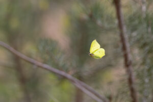 Fliegender Zitronenfalter