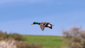 Stockente - m&auml;nnlich