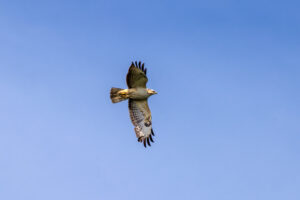 M&auml;usebussard (helle Morphe)