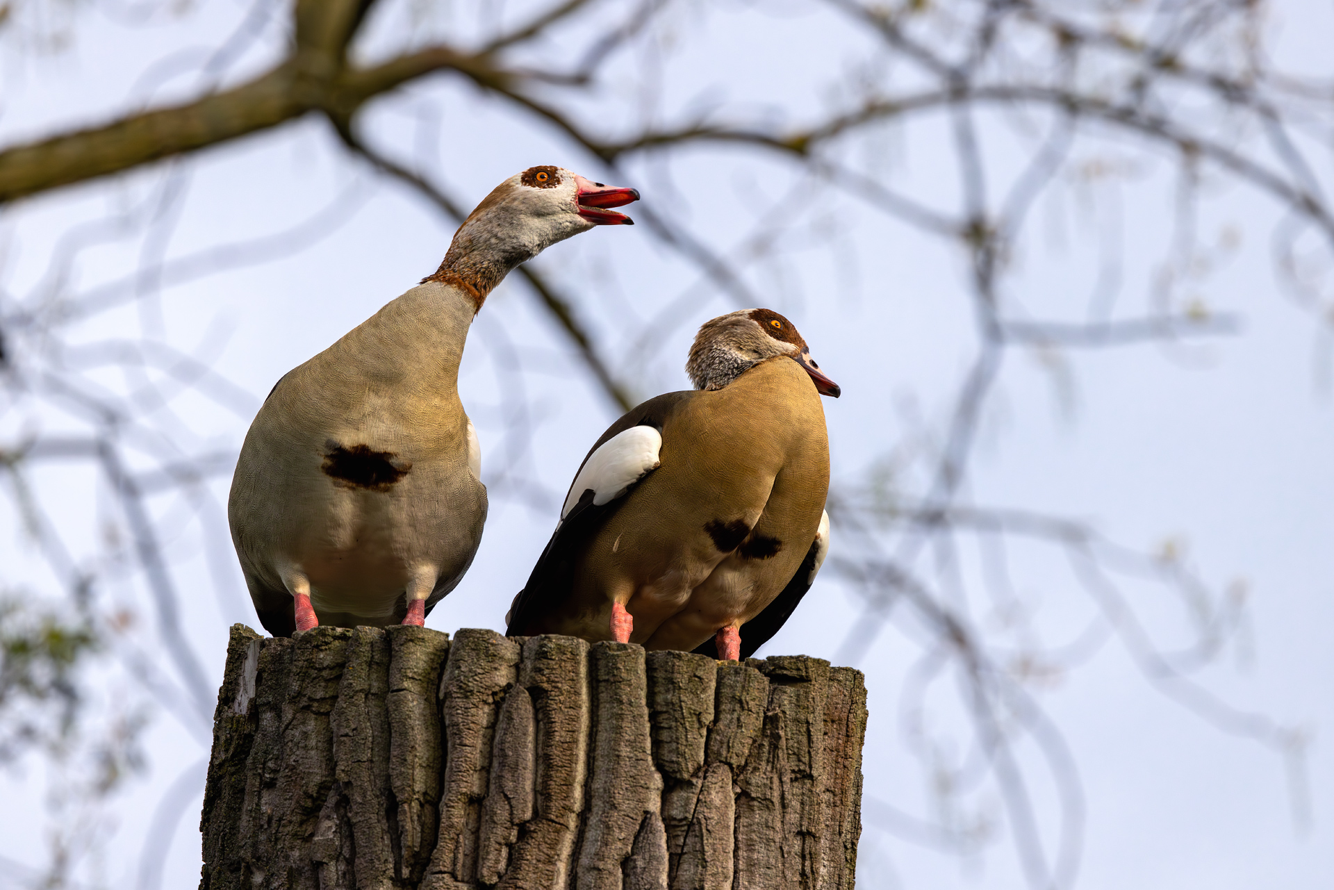 Nilgänse