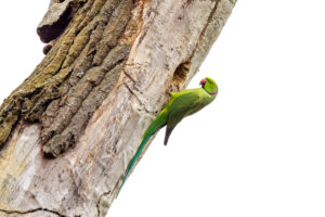 Halsbandsittich - m&auml;nnlich