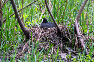 Bl&auml;sshuhn auf dem Nest