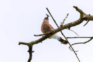 Eichelh&auml;her mit Nistmaterial