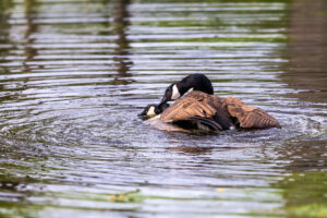 Paarung bei den Kanadag&auml;nsen
