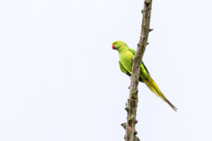 Halsbandsittich - weiblich