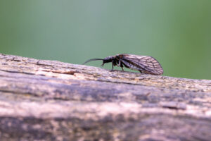 Gemeine Schlammfliege mit 700 mm