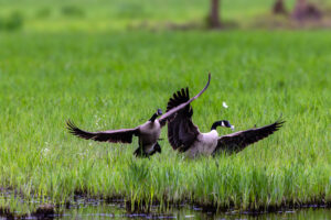 Revierstreitigkeiten bei den Kanadag&auml;nsen, da muss schon mal jemand Federn lassen