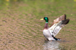 Stockente - m&auml;nnlich