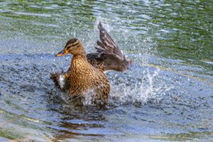 Frau Stockente nimmt ein ausgiebiges Bad