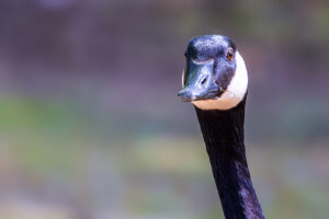Portrait einer Kanadagans