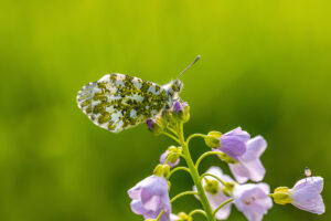 Aurorafalter - weiblich mit kleiner Fliege (rechts unten)
