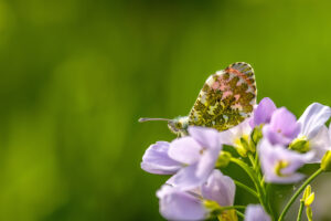 Aurorafalter - m&auml;nnlich