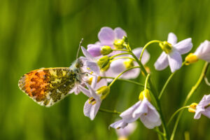 Aurorafalter - m&auml;nnlich