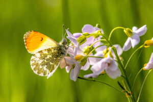 Aurorafalter - m&auml;nnlich